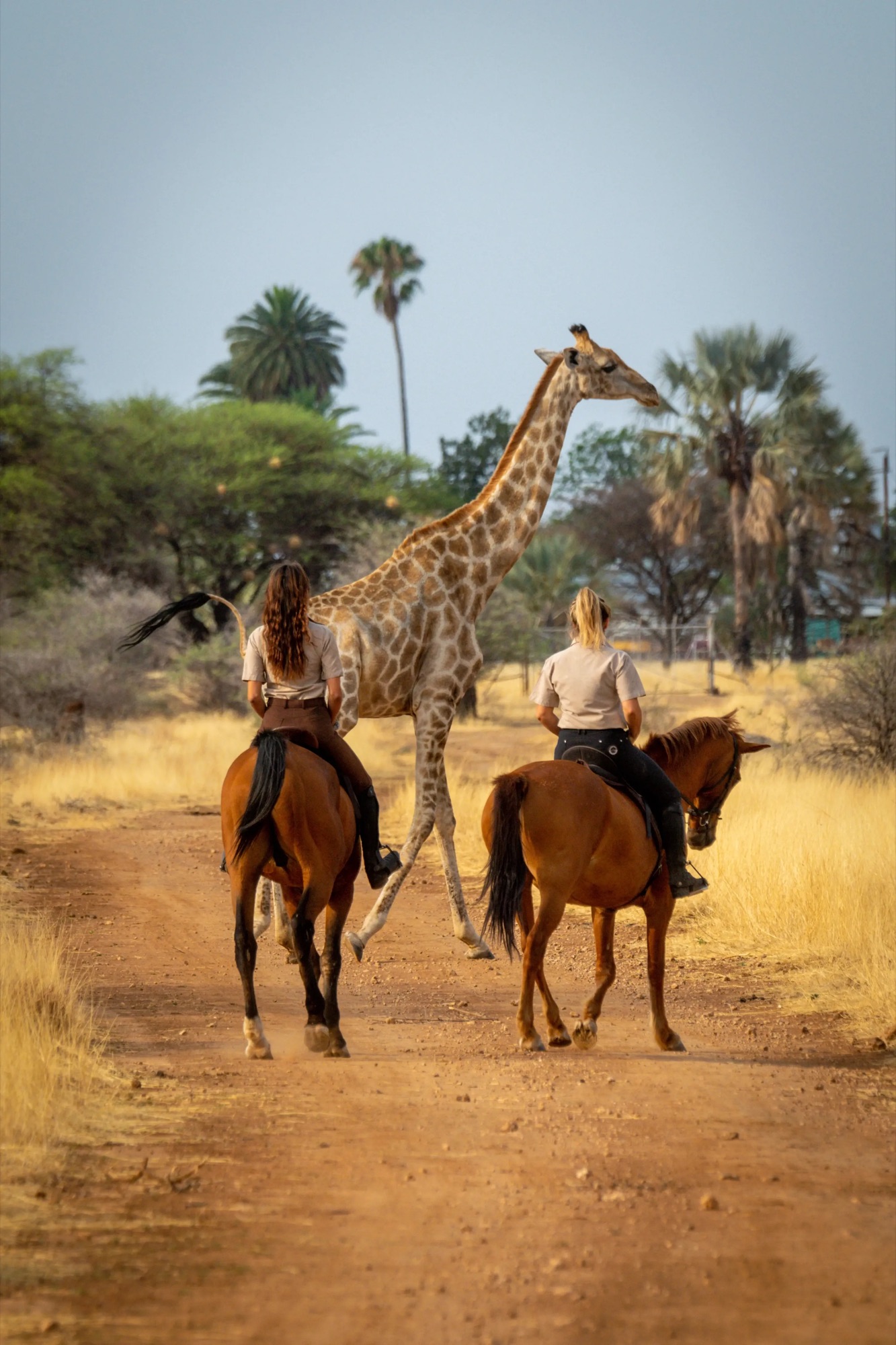 Reizigers te paard naast een giraffe tijdens een safari